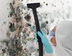 Best Black Mold Removal in New Paris, IN